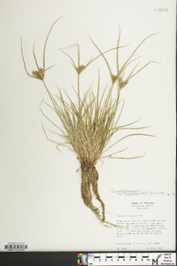 Cyperus polystachyos var. filicinus image