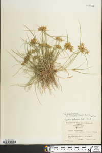 Cyperus polystachyos var. filicinus image