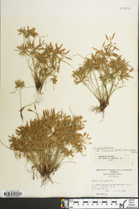 Cyperus polystachyos image