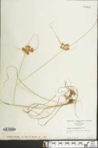 Cyperus pseudovegetus image