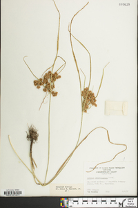 Cyperus pseudovegetus image