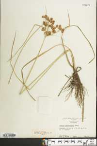 Cyperus pseudovegetus image