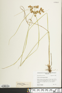 Cyperus pseudovegetus image