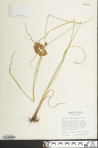 Cyperus pseudovegetus image