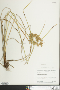 Cyperus pseudovegetus image