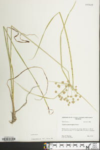 Cyperus pseudovegetus image