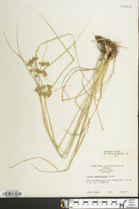 Cyperus pseudovegetus image