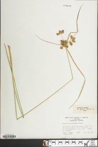 Cyperus pseudovegetus image