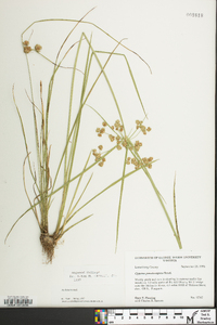 Cyperus pseudovegetus image