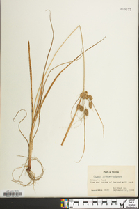 Cyperus retrorsus image