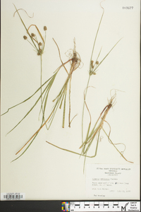 Cyperus retrorsus image