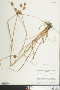 Cyperus retrorsus image