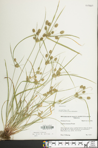 Cyperus retrorsus image