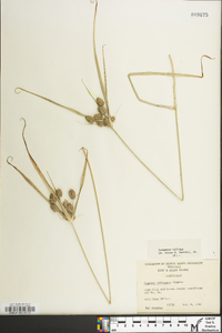 Cyperus retrorsus image