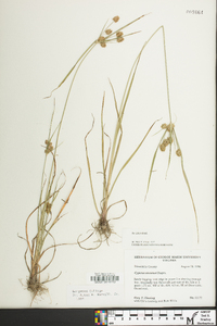 Cyperus retrorsus image