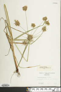 Cyperus retrofractus image