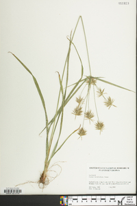 Cyperus retrofractus image