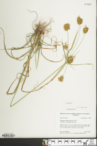 Cyperus retrofractus image