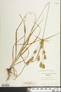 Cyperus retrofractus image