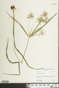 Cyperus refractus image