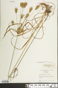 Cyperus retrofractus image