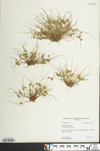 Cyperus squarrosus image