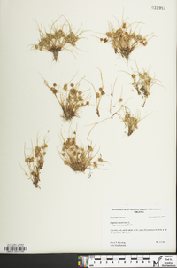 Cyperus squarrosus image