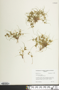 Cyperus squarrosus image