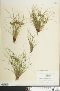 Cyperus squarrosus image