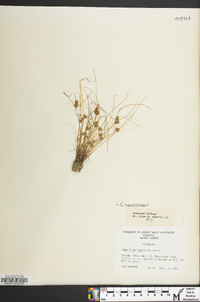 Cyperus squarrosus image