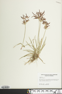 Cyperus rotundus image