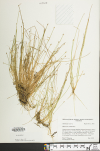 Eleocharis albida image