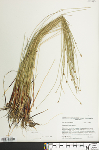 Eleocharis fallax image