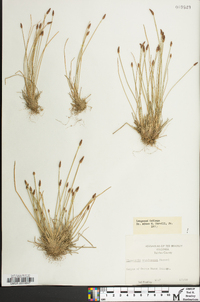 Eleocharis engelmannii image