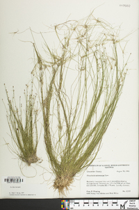 Eleocharis microcarpa image