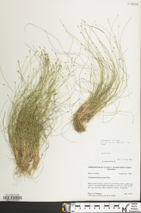 Eleocharis microcarpa image