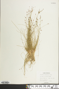 Eleocharis microcarpa image