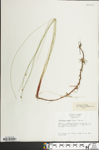 Eleocharis tenuis image