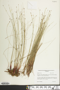 Eleocharis tenuis image