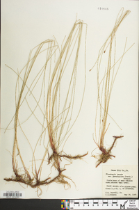 Eleocharis tenuis image