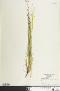 Eleocharis tenuis image