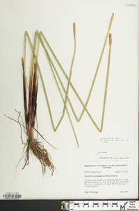 Eleocharis quadrangulata image