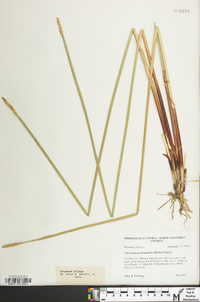 Eleocharis quadrangulata image