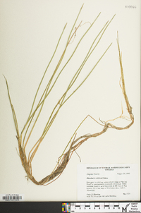 Eleocharis robbinsii image