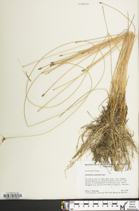 Eleocharis rostellata image