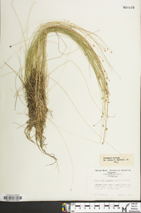 Eleocharis tortilis image