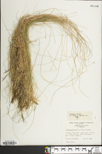 Eleocharis tortilis image