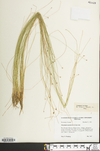 Eleocharis tortilis image