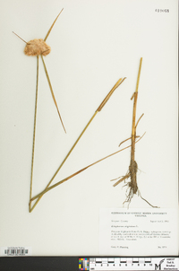 Eriophorum virginicum image