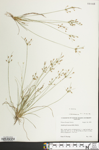 Fimbristylis annua image